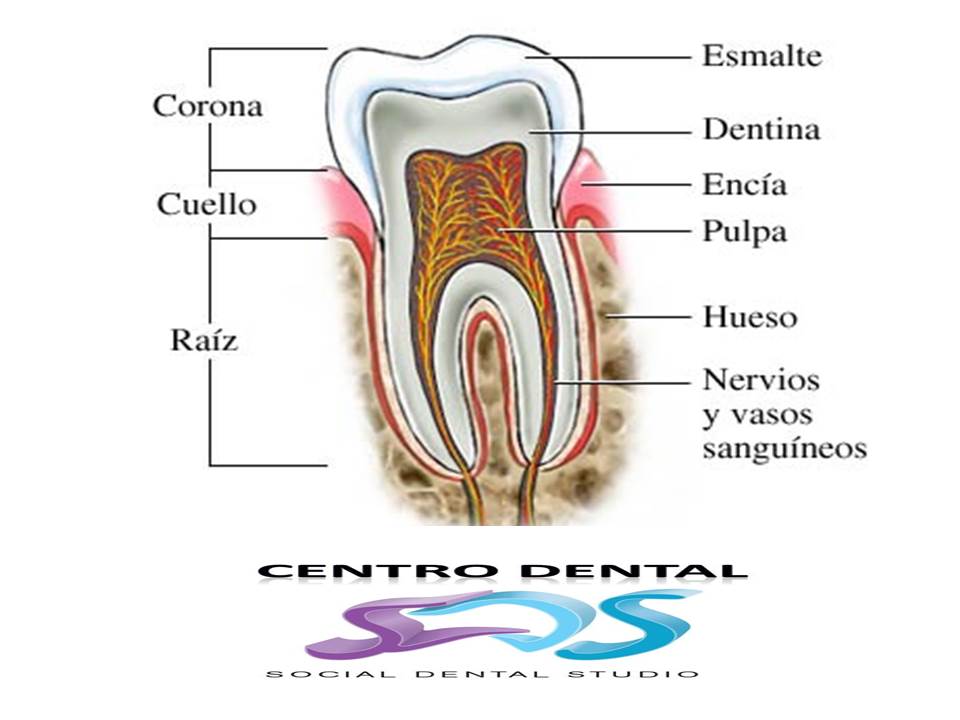 Anatomía del diente - Blog Salud Bucal